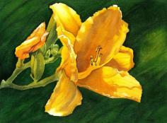 
                        
                            Yellow lily Art Print of my original watercolor by Esperoart
                        
                    