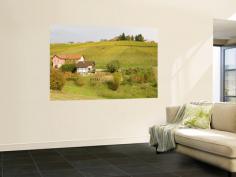 Wall Mural decor by Richard Nebesky. Vineyard at Village in Jeruzalem Wine Region; and other oversized products; wall murals; wall murals by subject; food & beverage wall murals wall art; posters; and prints for home wall coverings are available.