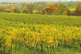 Vineyard Landscape, Near Neustadt, German Wine Route, Rhineland-Palatinate, Germany, Europe Photographic Print by Jochen Schlenker. Product size approximately 16 x 24 inches. Available at Art.com. Embrace your Space - your source for high quality fine art posters and prints.