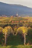 View over Vineyards to the Wine Village of Burrweiler in Autumn Photographic Print by Marcus Lange. Product size approximately 16 x 24 inches. Available at Art.com. Embrace your Space - your source for high quality fine art posters and prints.