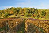 Vineyard Landscape, Near St. Martin, German Wine Route, Rhineland-Palatinate, Germany, Europe Photographic Print by Jochen Schlenker. Product size approximately 16 x 24 inches. Available at Art.com. Embrace your Space - your source for high quality fine art posters and prints.