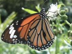 /assets/f-monarch-butterfly.png
