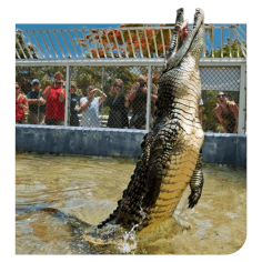 Turtle Centre Exploration Tour