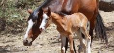 Arizona House Congressional leaders call for humane fertility control of Salt River wild horses
