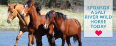 Updates – Salt River Wild Horse Management Group