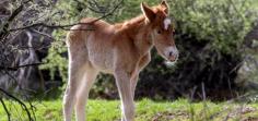 First Colt of 2017 Named “Ducey”