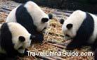 Chengdu Panda Breeding and Research Center Pictures, TravelChinaGuide.com