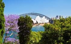 Jacarandas in bloom in Sydney