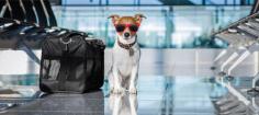 Get the best pet transport services for your cats or dogs from AeroPets Animal Transport. Here, our team consists of experienced pet travel consultants who have provided excellent pet travel advice and quality service to customers over many years. For more info - visit our website.