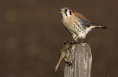 American kestrels are beautiful little birds. They are about the size and weight of a dove, with a pair of talons and a sharp, hooked beak. They have an orange/red colored body, slate gray wings (in males) and head, and barring across their plumage. They have cream/white patches on their cheeks, with two black patches on either side. For more visit: https://animals.net/american-kestrel/