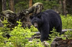 Black bears, also known as American black bears, are the world’s most common bear species. Their name is no trick, these bears are black colored, with lighter colored muzzles. Black bears and brown bears are the only two bear species not threatened with extinction. This species has an incredibly large distribution, and healthy overall population. Read on to learn about the black bear. For more visit: https://animals.net/black-bear/