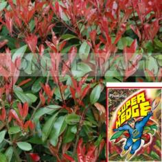We have over 3000 species of plants currently listed on our website such as photinia super hedge, photinia robusta, port wine magnolia, magnolia port wine and many more.