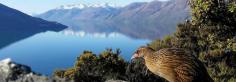 Eco Wanaka Adventures