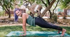 Benefits of Goat Yoga- Goat Becomes your Instructor