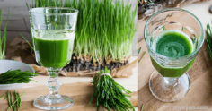 Uncover the health benefits of wheatgrass and its side effects. Find out the dangers of Wheatgrass Powder, Juice, capsules, and other consumable forms.
