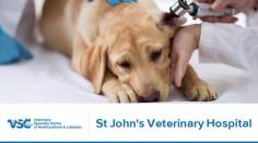 VSCNL is St. John’s well-known veterinary clinic, specialized in offering advanced surgical care to your furry friends. With advanced technology, we are dedicated to offering the most comprehensive and compassionate care possible.