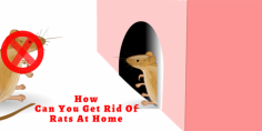 How Can You Get Rid Of Rats At Home?
