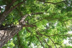 Want to make your lovely yard and attractive? Out On A Limb provides best tree care services in Fairfax, VA with professionals who gives scientific and artistic methods to maintain the health and beauty of trees.