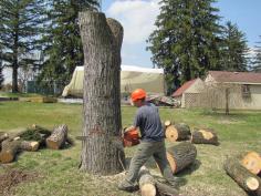 Find the best Tree trimming Services near you. Out On A Limb Tree Service is open now, in your area who are experts at safely removing branches and shaping trees. Get in touch with us for more details!