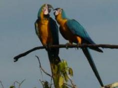 One of the greatest events in the natural world, the chuncho macaw clay lick gathers many species of birds, mammals and reptiles in Tambopata.
