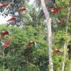 One of the greatest events in the natural world, the chuncho macaw clay lick gathers many species of birds, mammals and reptiles in Tambopata.
