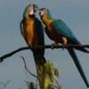 One of the greatest events in the natural world, the chuncho macaw clay lick gathers many species of birds, mammals and reptiles in Tambopata.
