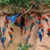 One of the greatest events in the natural world, the chuncho macaw clay lick gathers many species of birds, mammals and reptiles in Tambopata.
