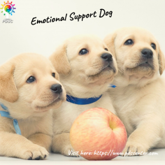 An Emotional support animal help people with depression, PTSD, anxiety. People with mental disorders qualify for an emotional support animal. For registering ESA You need an emotional support letter from a certified therapist. Be sure to get the ESA letter from a certified therapist nor your Primary Care doctor. Contact PDSC psychotherapists to register an emotional support dog and also will help you in issuing a valid ESA letter. For more information visit here https://www.pdscenter.com or via call at (800) 925-2182.
