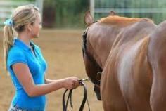 Still unclear if H3 Pyramid is the choice for you? It is usually. It is considered the main program that will help grow and develop both the client and the horse. H3 Pyramid Equine Therapy Training is definitely the technique to make a change in your lifetime immediately. 