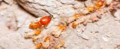 Pest Control Kingsbury – Termite Inspection, Treatment & Control