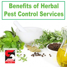 Herbal Control Services in Mumbai, Pest Sanitization Services, Cockroach Control Services, Termite Control Services, Pest Control, Bedbug Control Services, Cockroach and Ant Control Services, Bird Netting Service, Pest Control Services in Borivali, Pest Control Services in Andheri, Pest Control Services in Kandivali, Residential Pest Control Services, Commercial Pest Control Services, Rats and Rodent Control Services, Herbal Pest Control, Pest Control Services, Pest Control Services in Goregaon, Mosquito Control Services, Ratguard, Disinfection Control Services, Pest Control Services in Thane, Integrated Pest Management, Pest Control Services Mumbai, Pest Control Services in Bandra, Residential Pest Control, Commercial Pest Control, Pest Control Services in Lower parel, Pest Control Services in Goregaon, Ratguard Control Services, Pest control India, Pest Control Mumbai, Herbal Pest Control Services, Sadguru Facility Services, Sadguru Pest Control, Call:  8291960605 / 7208995500
https://www.sadgurupestcontrol.com/herbal-pest-control-services-in-mumbai/
