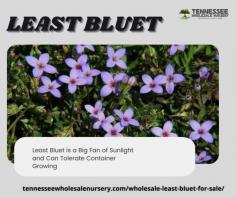This perennial can reach heights of 6 to 8 inches and about 8 to 10 inches wide. The Least Bluet grows best in the full sunlight, and it also prefers sandy soils.At least Bluet can mend with any colors in a garden. Least Bluet is For Sale at TN Wholesale Nursery with Low Prices and Fast Shipping.

Visit: https://www.tennesseewholesalenursery.com/wholesale-least-bluet-for-sale/