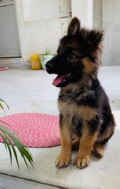 German Shepherd Puppies for Sale: Price in Delhi | Mr n Mrs Pet

German Shepherd dog price in Delhi - Buy German Shepherd dogs and puppies for sale in Delhi. Buy, sell and adopt online German Shepherd dogs and puppies near you from responsible dog breeders.	

Call Us: +91- 7597-972-222

 Email Us: hello@mrnmrspet.com