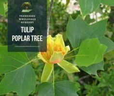 Tennessee Wholesale Nursery offer affordable Tulip poplar trees for sale and many others trees with fast shipped at the best time for planting where you live at the best price.
