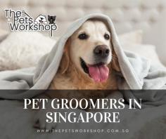 Pet Grooming Services Singapore, Pets need to be socialised and trained as a pet owner, it is your responsibility to train your pets. Toilet training and obedience training are the key training aspects that need to be prioritised. Make sure your pets get regular exercise and grooming. The fur of your pets needs to be groomed, the hair can become matted and cause uncomfortableness to your pets. 

Booking a monthly grooming session is necessary for your pets to maintain a healthy look. Professional groomers detect your pets for possible infestation and early detection can help your pets get cured. The drying process in the grooming helps to get rid of the ticks as they clean the stands of the hair by splitting it up. Contact your nearest pet groomer now to learn more about how they can help your pets.
