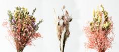 Buy Dried Flower Bouquets Online India | Whispering Homes

A bouquet full of radiance! Take a look at this mesmerizing arrangement of vibrant dried flowers and soft pampas. Full of individuality and charm, adorn these everlasting beauties to liven up the ambiance in your home decor. https://www.whisperinghomes.com/dried-flower-bouquets
#driedflowers #driedflowersonline #driedflowerbouquets #dryflowers #artificialflowers #naturaldriedflowers #pampasgrass #pampas #pampasgrassdecor #color #video #florist #decoration #homedecor #officedecor #whisperinghomes #whisperinghomesdecor #whisperinghomeschandigarh