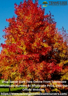 Are you looking for Sweet Gum Tree Online? if yes then take a look at Tennessee Wholesale Nursery. They Provide many trees & plants at wholesale price. 