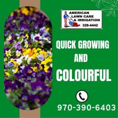 Wide Range of Annual Bedding Plants

We offer the best selection of high-quality annual plants in Gypsum, Colorado. Our experts will give helpful advice on growing plants to provide quick color in the flowerbed garden design.  Please call Scott Fritzler at 970-328-4442 to learn more.