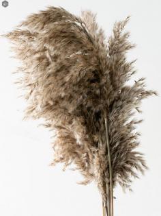 Natural Dried Pampas Grass for Home Decor | Whispering Homes
Buy natural dried pampas grass online for bedroom, living room, office & home decor at the best price from Whispering Homes. ⭐Enjoy Quick Delivery ⭐COD ⭐Easy Returns ⭐Shipping PAN India. https://bit.ly/3iF8rR2 #homedecor #pampas #pampasgrass #whisperinghomes