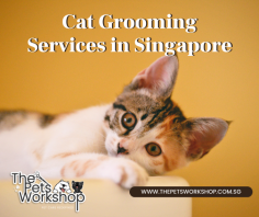 Preventive care is essential for your cats, even if your pet doesn't appear to be sick. Cat grooming in Singapore is crucial to maintain the overall well-being of your pet, you can follow simple grooming steps at home daily and take your pet to a professional cat grooming service provider in Singapore. This will help to maintain your cat's health; remember to change the water daily. Learn more about the pet grooming tips from The Pets Workshop near Tampines.