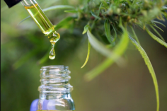 Looking for a quality CBD oil that can help improve your health? Look no further than Georgetown SC CBD Farms and Extractions! Our team of experts is dedicated to providing the best possible products, and we are committed to providing you with the highest quality CBD oil possible. We ensure that our CBD oils are made from top-quality, organically grown hemp plants, and we carefully test each batch to make sure that you're getting the most effective and affordable product possible. Come see us today and see for yourself how Georgetown SC CBD Farms and Extractions can help improve your health!
