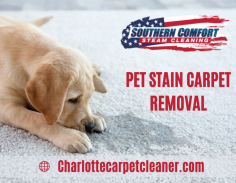 Eliminate Pet Stains And Odor From Carpet

Pets bring love and joy into the place, but accidents also cause lingering odors. Hiring professional cleaners can make your home fresh and clean without leaving any simple mark of stain. Send us an email at southerncomfort3411@gmail.com for more details.
