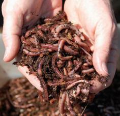 We provide the Best Vermicompost in Madurai at economical price ranges that assists your farms and get you great profits, call us now for more details.
