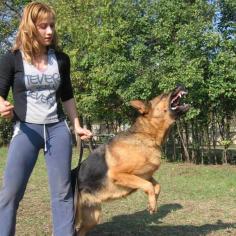 Best European German Shepherds 

Invest on best European German Shepherds that can meet your safety needs. Mrazovac K9 Academy offers highly trained dogs that can protect your property and life altogether. Own them today and get the best protection. 

Visit us:- www.mrazovack9.com/