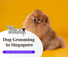 Regular grooming of your dogs has lots of benefits, not only does it makes your dog smell good and look visually appealing, but it also has numerous health benefits. One of the prime benefits of dog grooming in Singapore is your dogs will be clean and fresh. Brushing will significantly help to remove the dead skin and dirt and help to spread the natural oils over your dog's coat. Book an appointment now with The Pets Workshop, the best dog groomers in Singapore. 