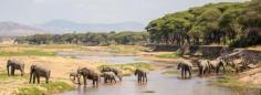 The Ruaha National Park

The Ruaha National Park is found in the central part of Tanzania. The name ”Ruvaha,” meaning ‘river,’ originates from the Hehe tribe and the park was originally a game reserve but then changed to a national park in 1964. Ruaha National Park combines the Rungwa, Kizigo, Usangu and the Muhesi ecosystems (among others), making it the largest national park in Tanzania and East Africa.

Know more: https://travelsolidarity.tours/the-ruaha-national-park/ 