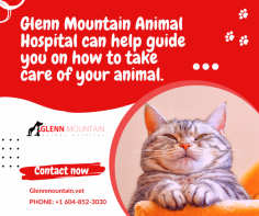 Our Animal Hospital Abbotsford offers the best services In Abbotsford

We have a team of Emergency Vet In Abbotsford who can help you 24 hours to manage the health problems of your vet and bring them back in great shape. Our Animal Hospital Abbotsford offers additional services including radiology, ultrasound, and breeding consultations. Call us today.