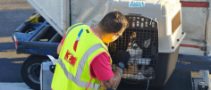We provide very competitive rates for shipping pets internationally, and we make every effort to give your pet a pleasant and safe journey. You can get this service from Fusion Relocations. https://fusionrelocations.com/pet-relocation/