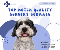 Visit Animal Clinic Kamloops for your pet’s routine medical check-up

Welcome to Animal Clinic Kamloops where we meet the pet care needs of Kamloops, BC. We offer comprehensive senior pet health care, surgery, radiology, dental care services, and more. We have the Best vets in Kamloops who are committed to keeping your pets healthy year-round.