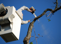 Searching for reliable tree removal Wichita service? Trees provide us with shelter, shade, conserve energy and increase the value of our homes. Unfortunately, there are occasions where a tree may have to be removed. 
